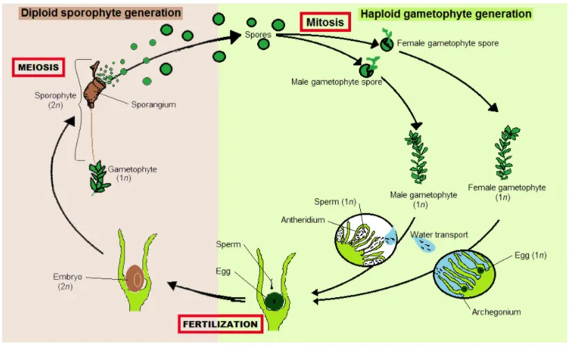 Lifecycle of plants
